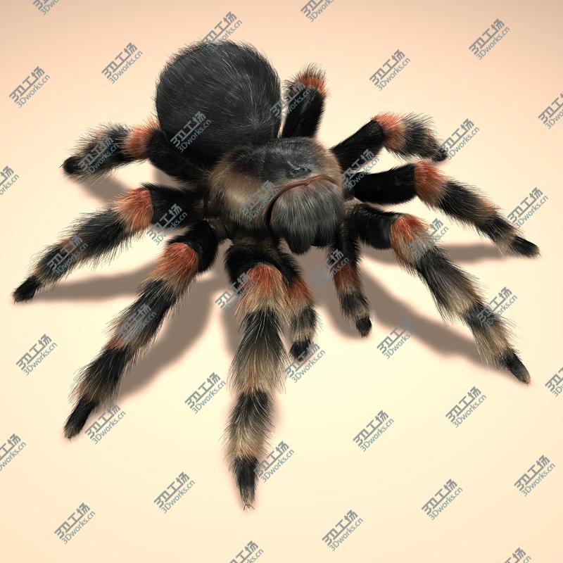 images/goods_img/2021040165/Tarantula (Mexican Redknee) (FUR)/1.jpg